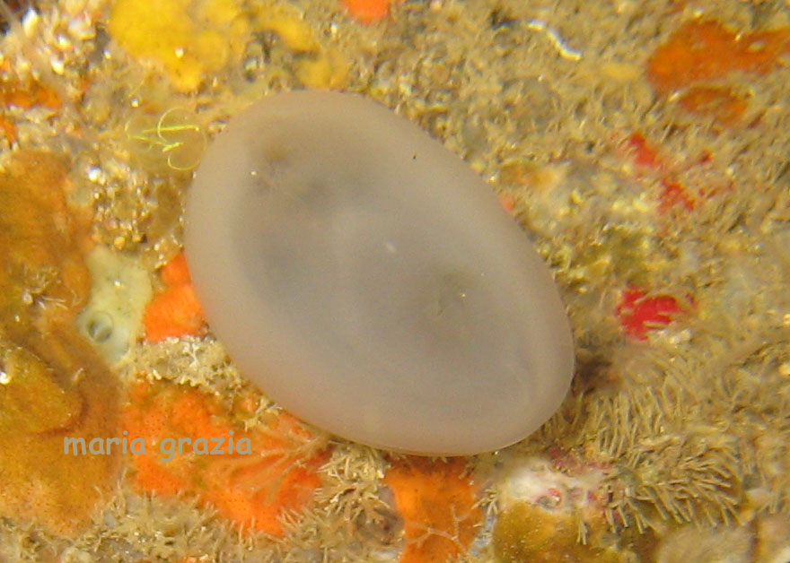 Rhopalaea neapolitana